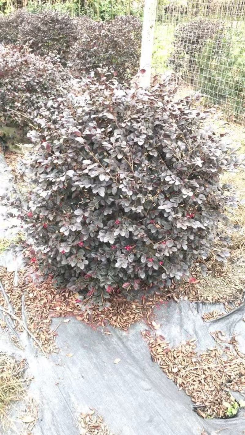 红继木球，本苗圃大量出售各规格品种，欢迎大家前来选购