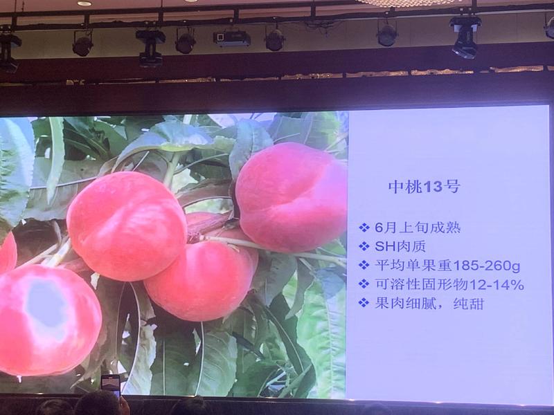中桃13桃树苗新品种早熟水蜜桃，蜜甜，丰产
