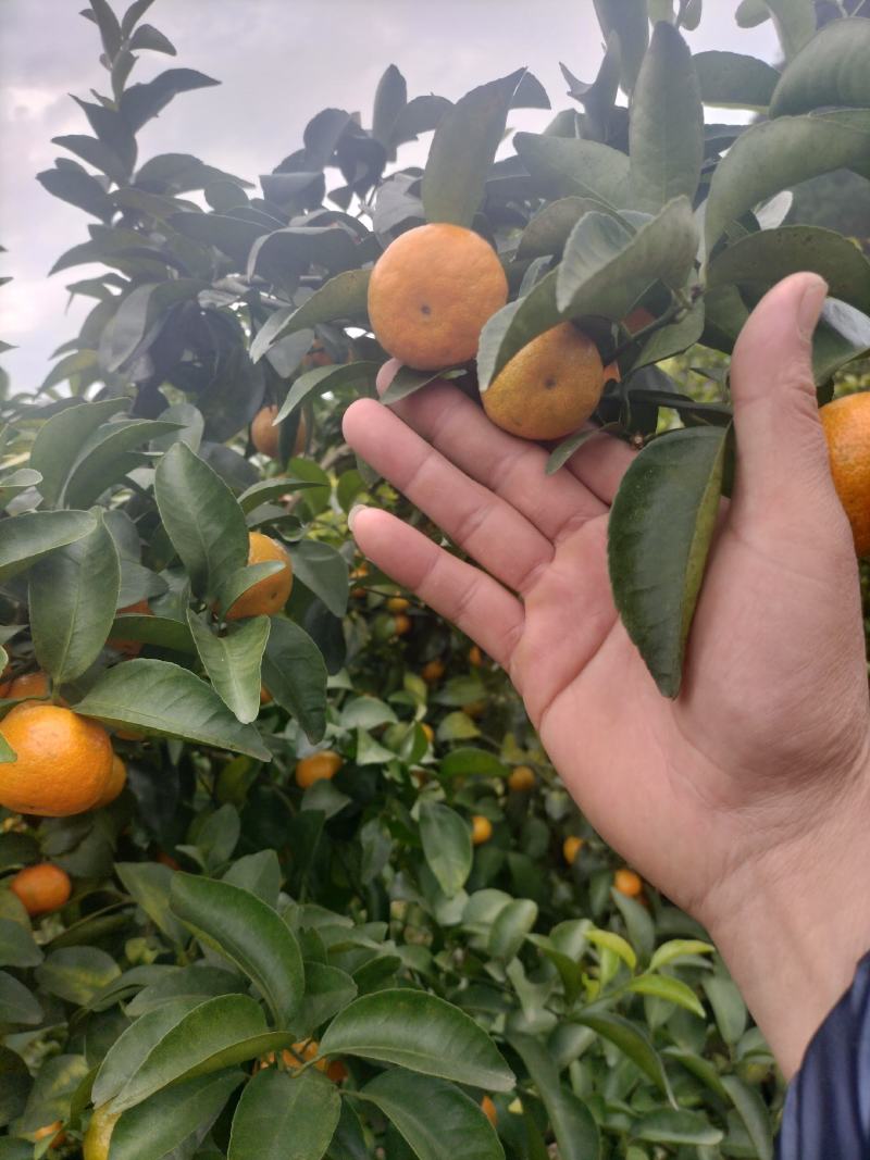 广西柳州融安砂糖橘清甜化渣好