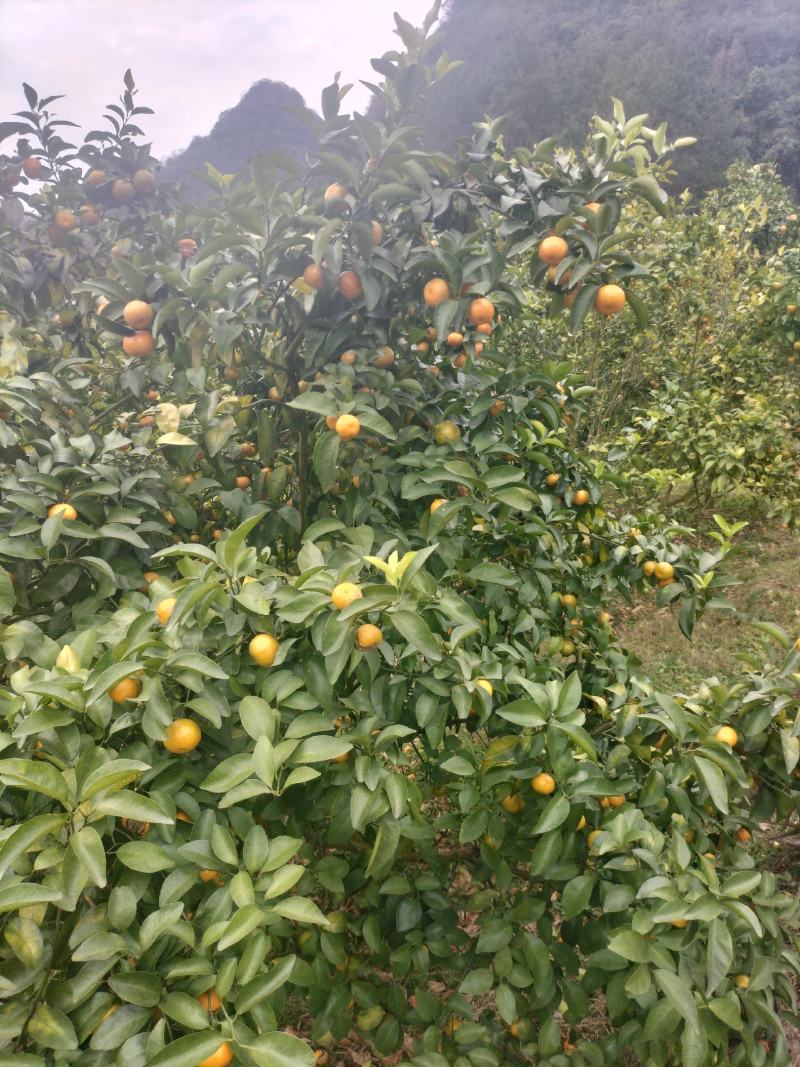 广西柳州融安砂糖橘清甜化渣好