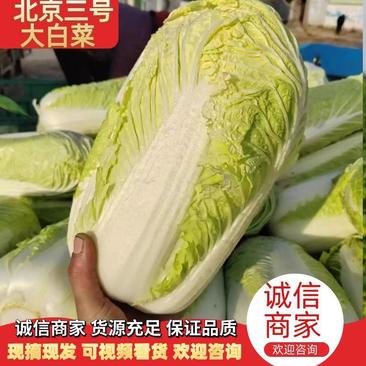 北京新三号大白菜，耐储存，耐运输，黄心白菜，无烧心