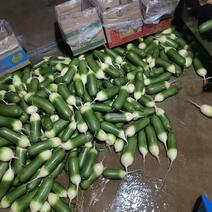安徽淮南水果萝卜大量上市，货源充足，支持实地拉货