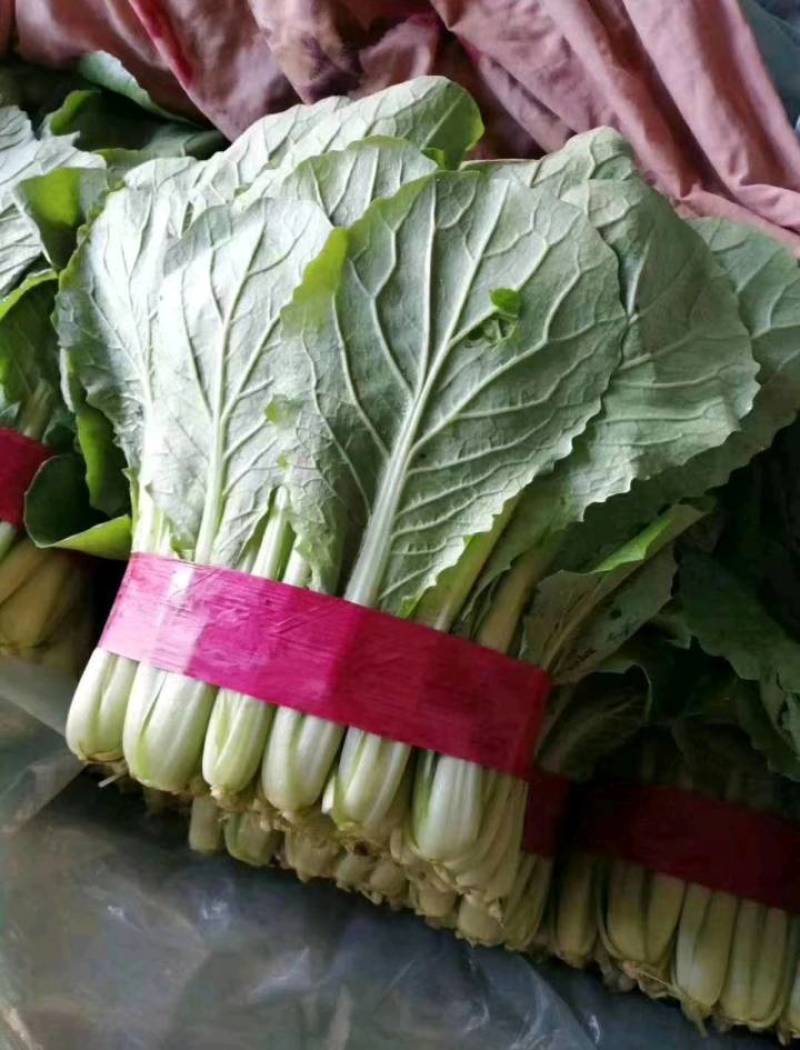 【优选】河北永年精品小白菜-量大从优-价格优惠-可验货