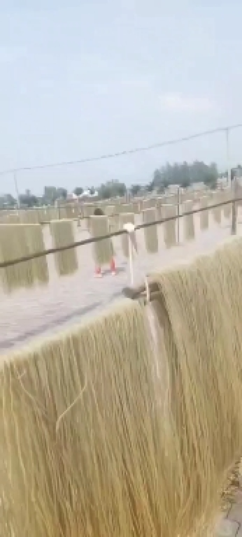 红薯粉条