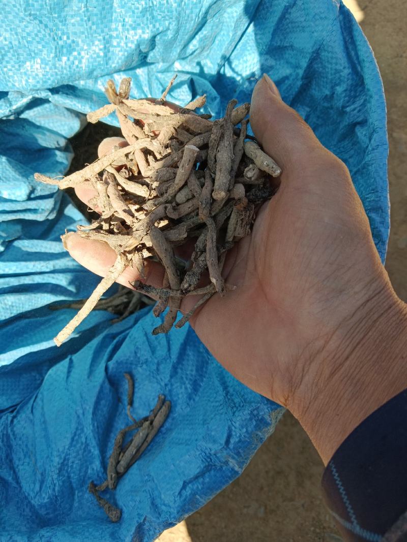 仙茅