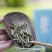 多种茶叶