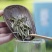 多种茶叶