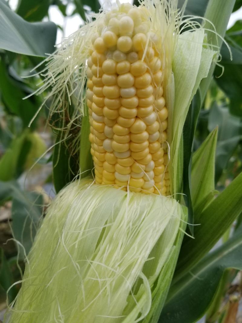 西双版纳精品水果玉米，花超、太阳花，需要的老板联系