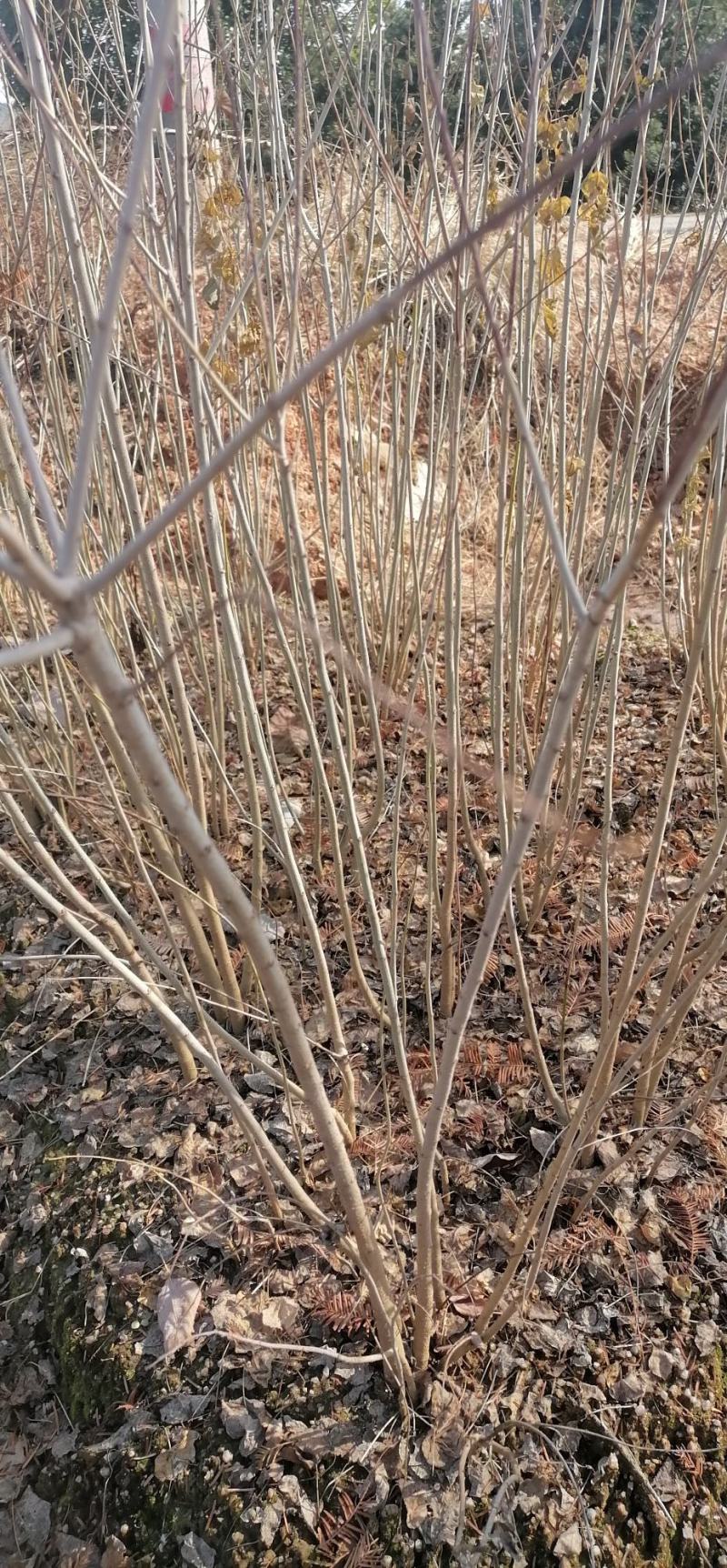 乌桕苗、乌桕裸根苗、乌桕袋苗、乡村树种产地直发