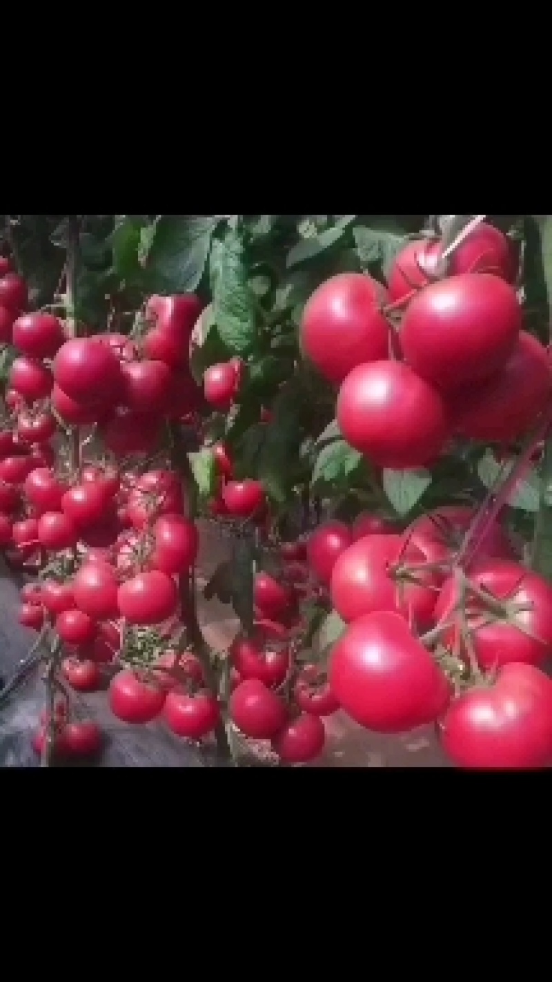精品硬粉西红柿大量供应，质优价廉