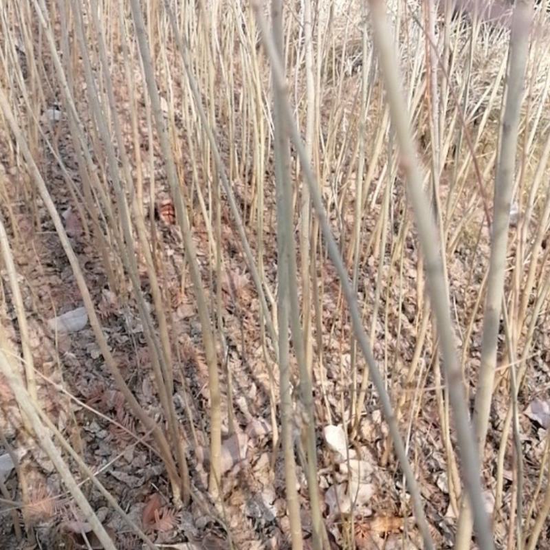 乌桕苗、乌桕裸根苗、乌桕袋苗、乡村树种产地直发