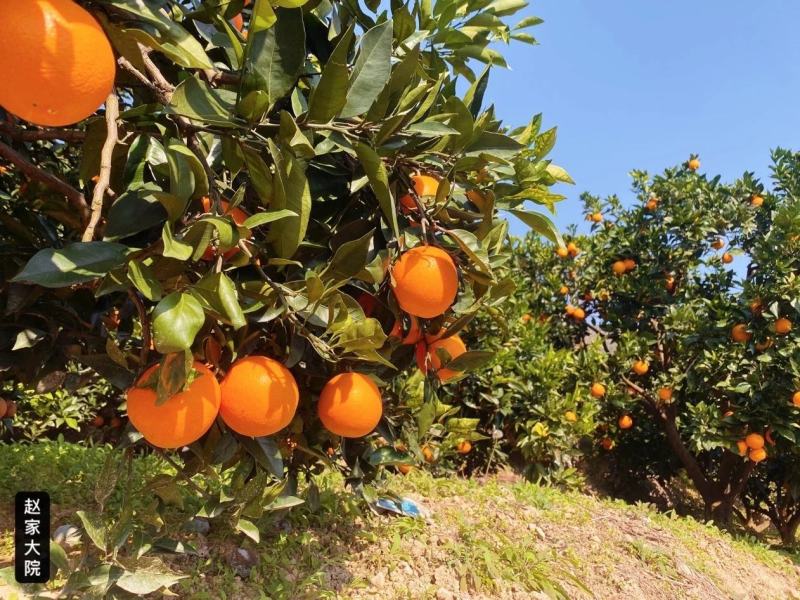 奉节脐橙专注供应链对接各种渠道量大从优