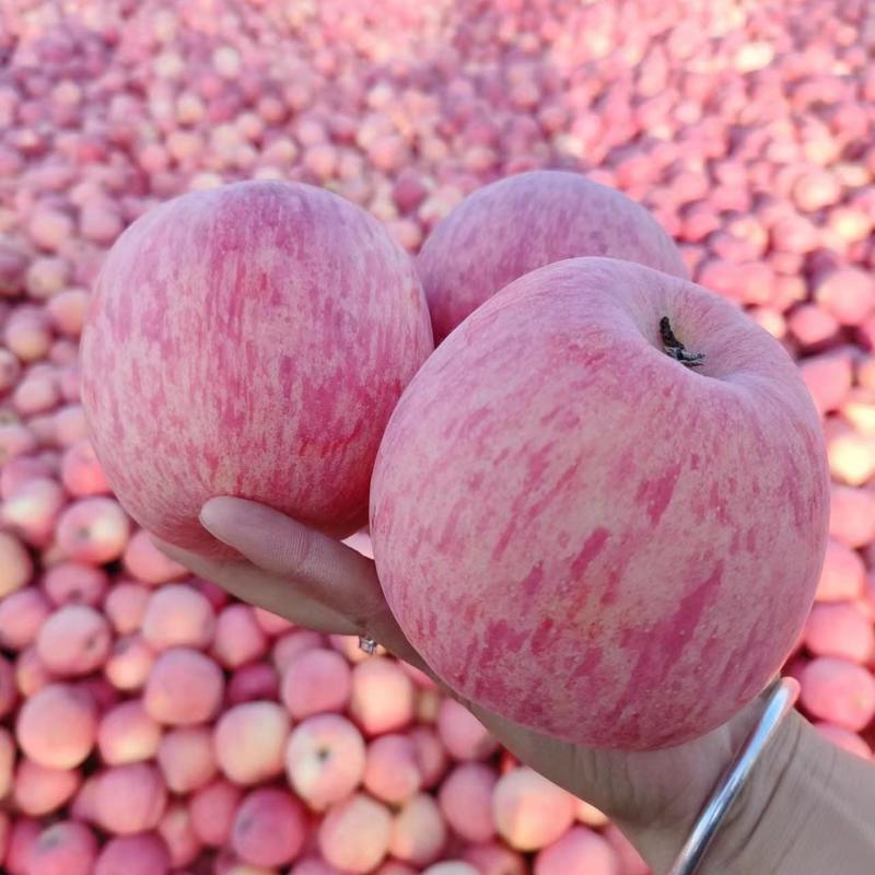 陕西洛川苹果海拔高，早晚温差大，颜色好口感脆，货源充足。