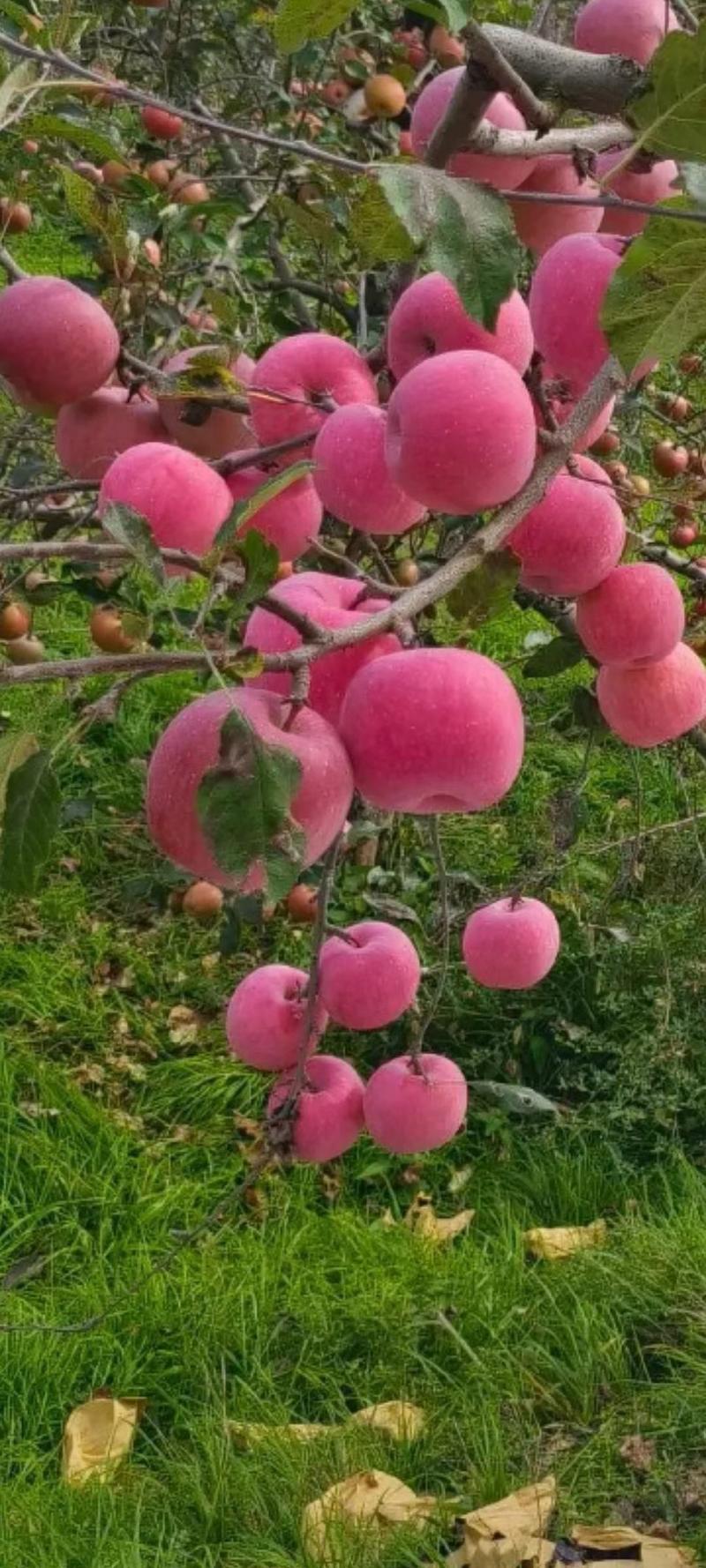 陕西洛川苹果海拔高，早晚温差大，颜色好口感脆，货源充足。