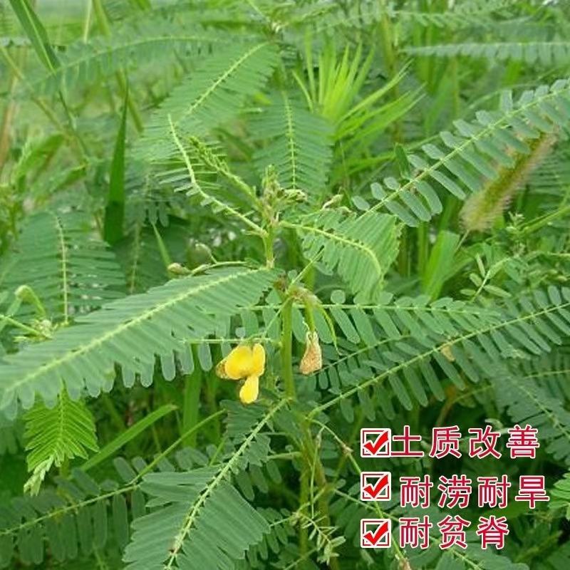 绿肥种子田菁种子别名碱青涝豆果园绿肥草种子四季牧草籽田青