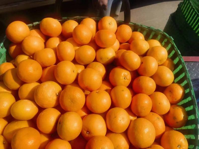 精品沃柑大量上市产地一手货源一件代发全国欢迎来电咨询