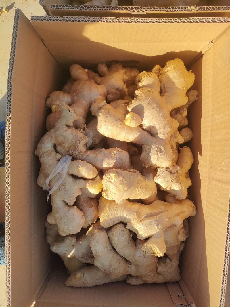 山东大黄姜，大量有货。电商团购，欢迎来电。