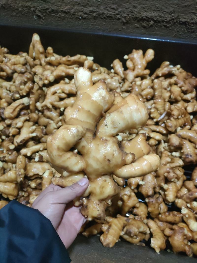 山东大黄姜，大量有货。电商团购，欢迎来电。