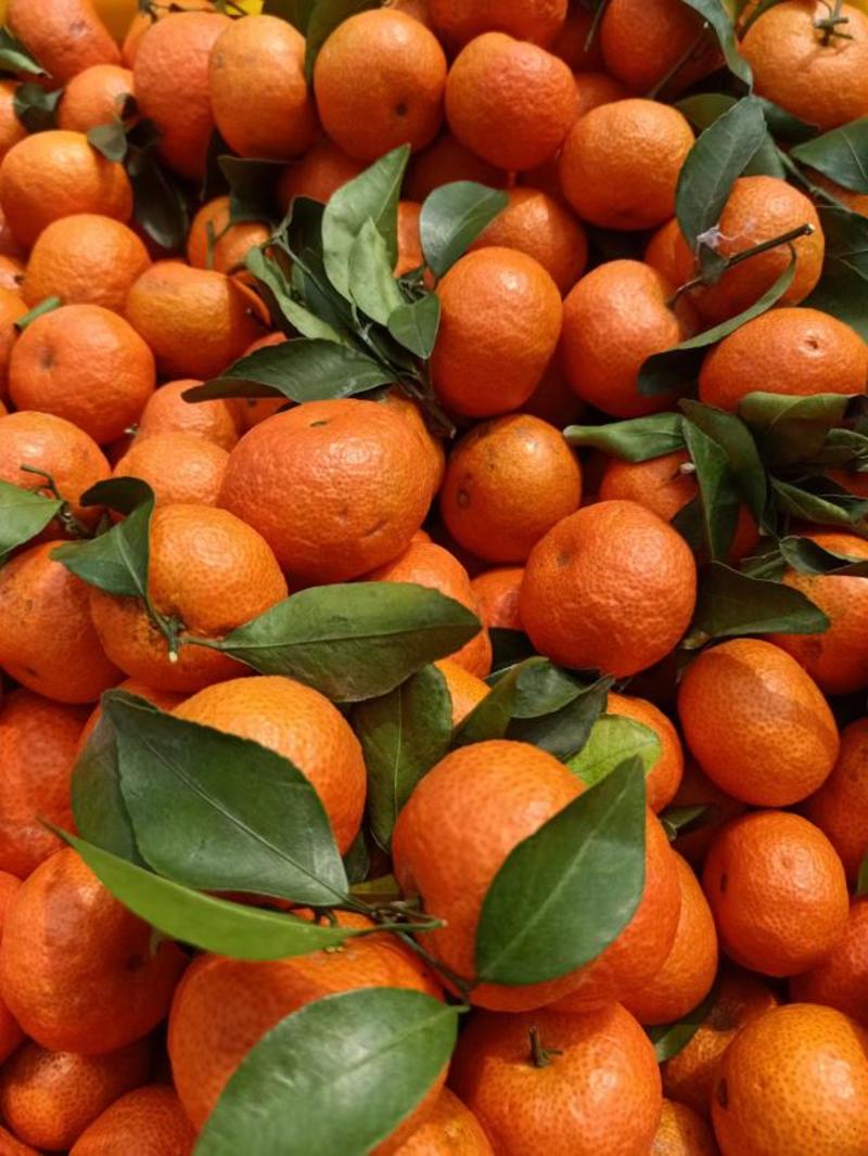 优质砂糖橘大量现货一手货源代发全国品质保证欢迎来电