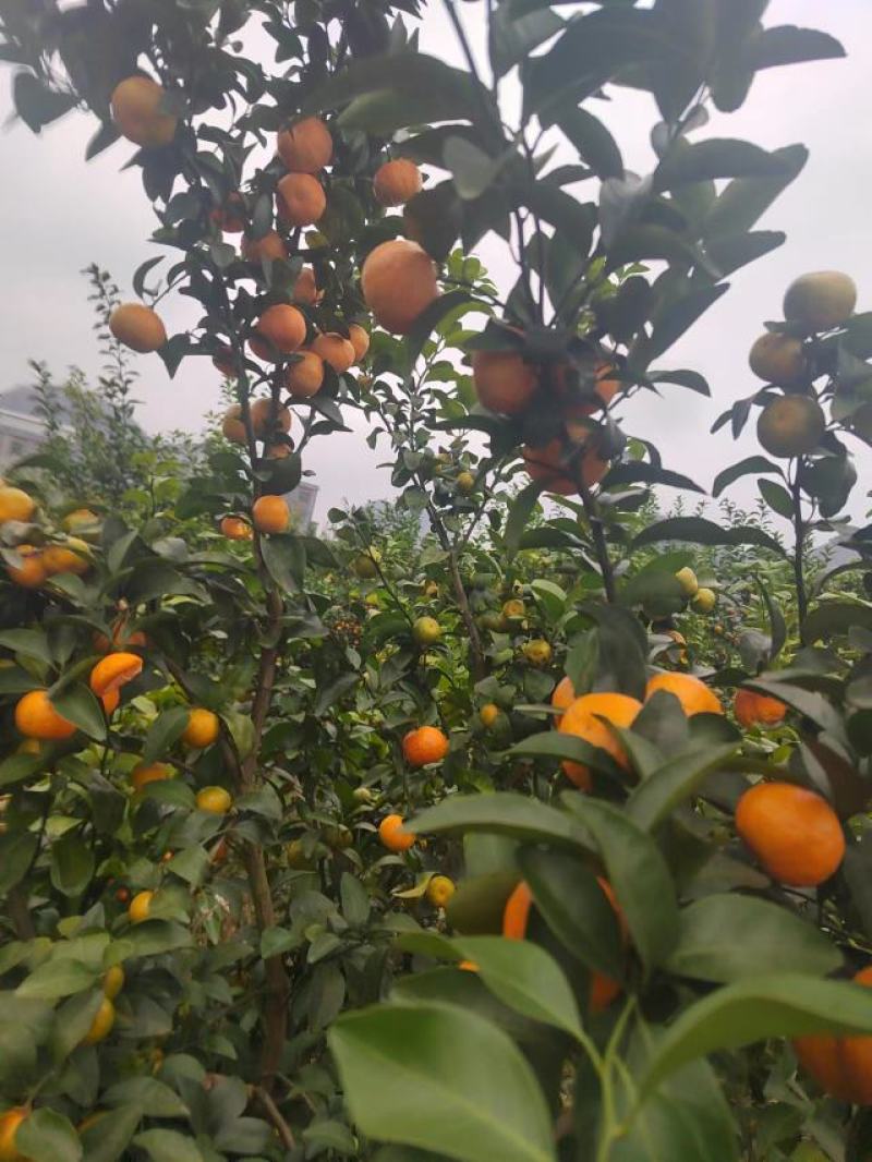 【推荐】优质砂糖橘大量现货一手货源可一件代发全国品质保证