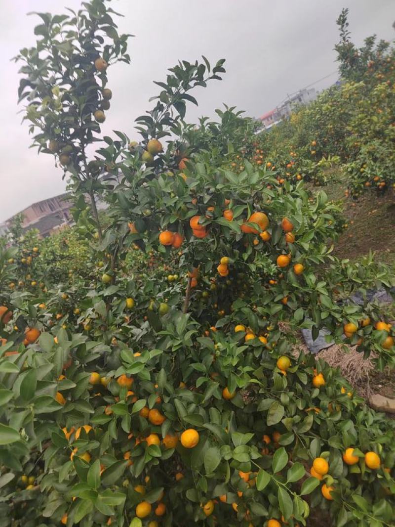 【推荐】优质砂糖橘大量现货一手货源可一件代发全国品质保证