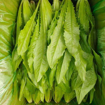 河北邯郸一级油麦菜