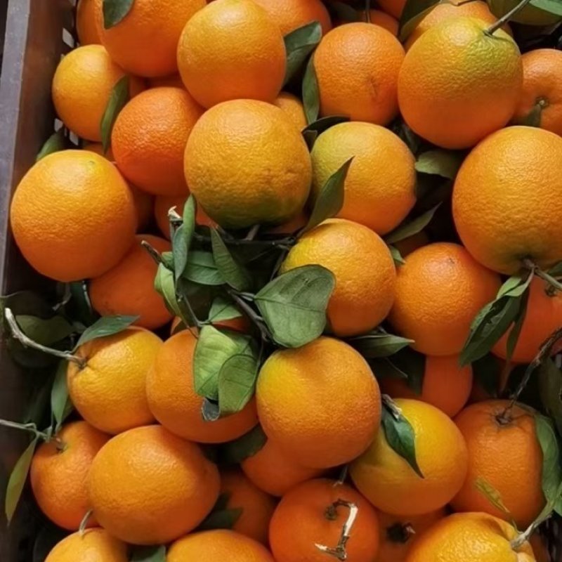 广西蜂蜜脐橙维生素C补充货源充足