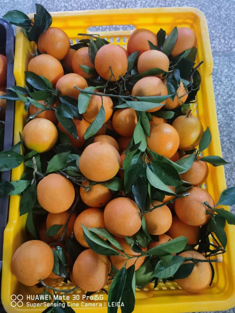 广西蜂蜜脐橙维生素C补充货源充足