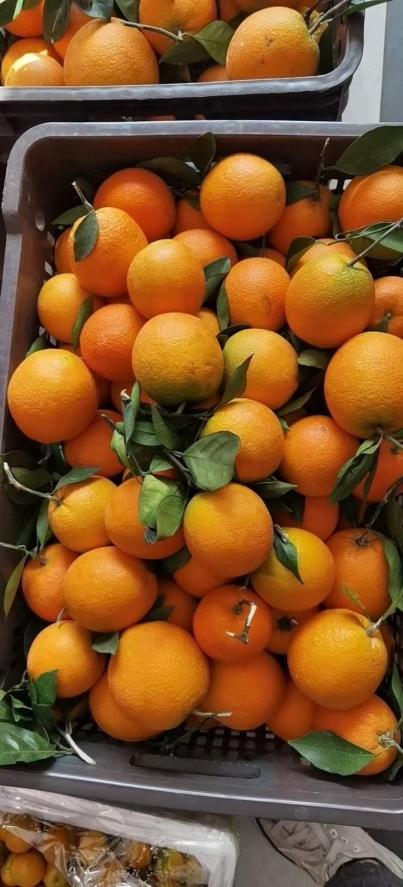 广西蜂蜜脐橙维生素C补充货源充足