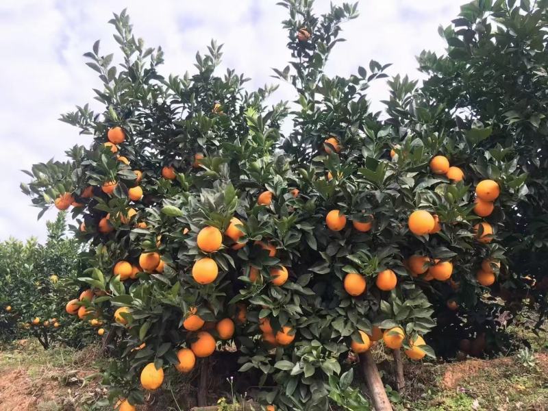 广西蜂蜜脐橙维生素C补充货源充足