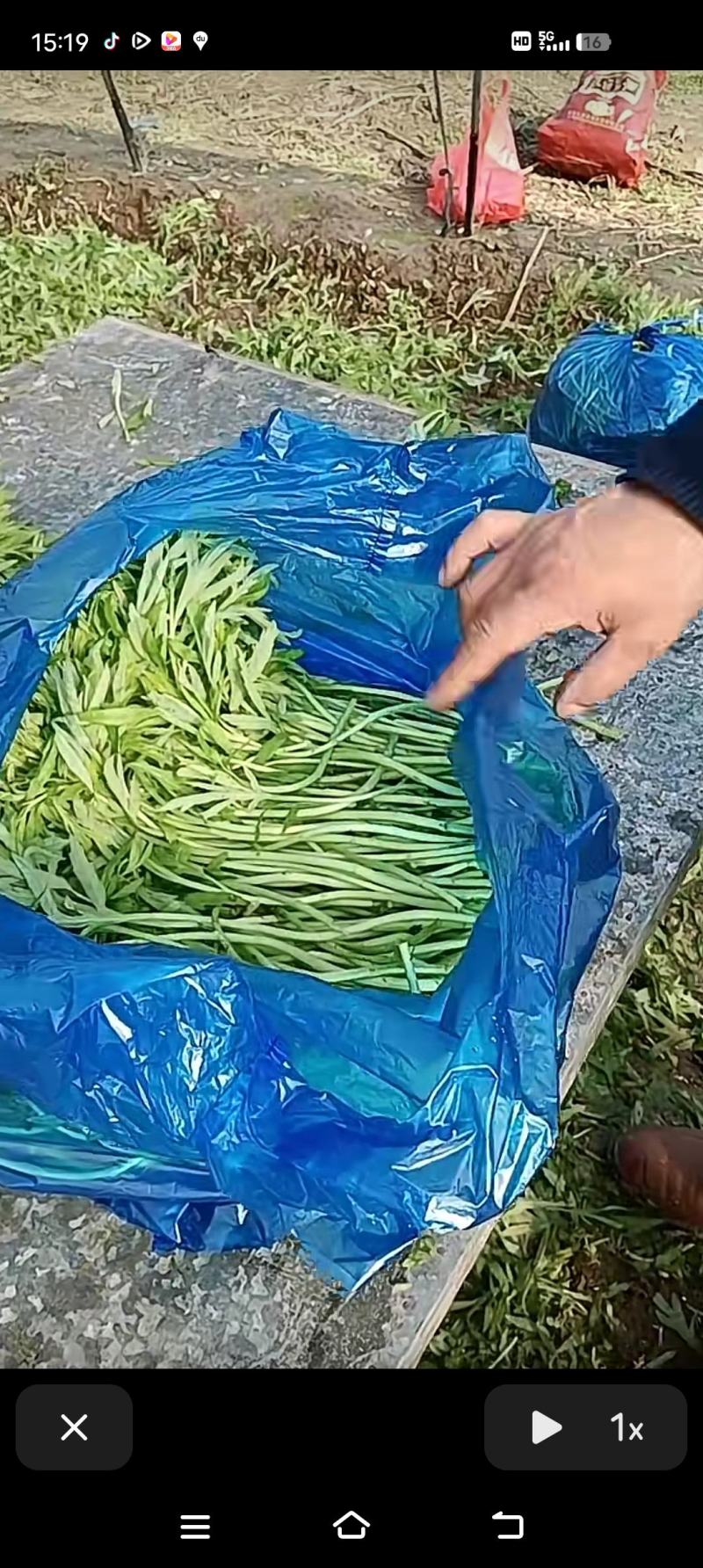 安徽，芜湖市鸠江区，芦蒿。