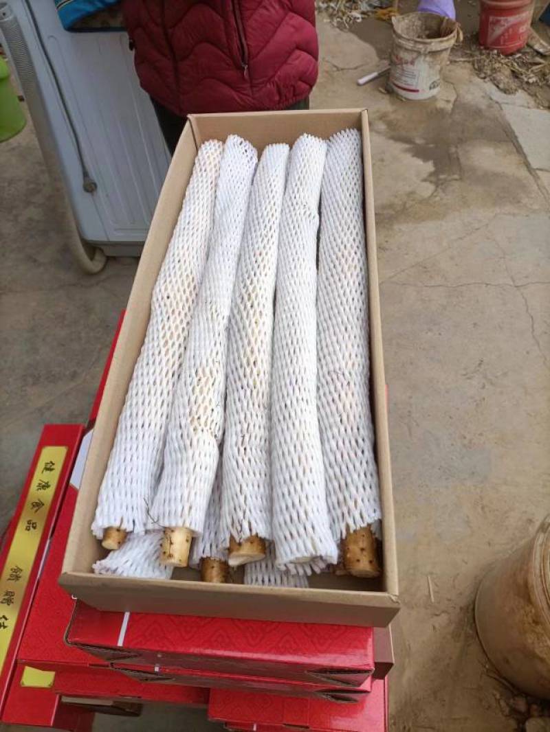 小白嘴山药我地大量批发供应各个市场，地头价直接出货