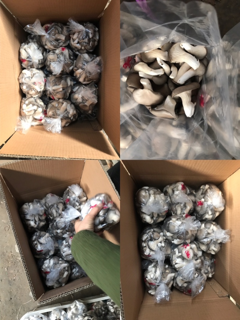精品秀珍菇，欢迎选购，量大从优。