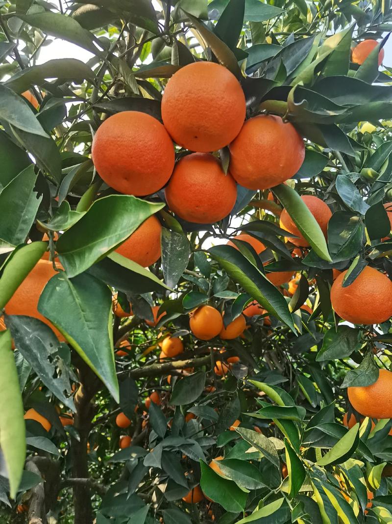四川中华红脐橙血橙，塔罗科血产地直发果肉红色汁甜全国发货