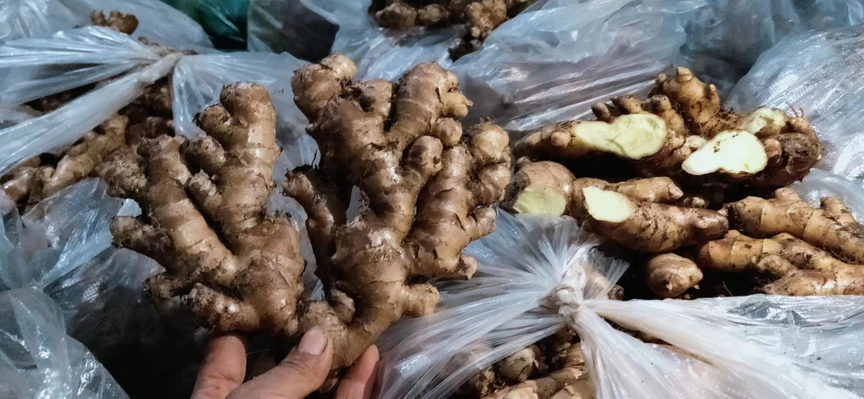 生姜冷冻后的保存状态