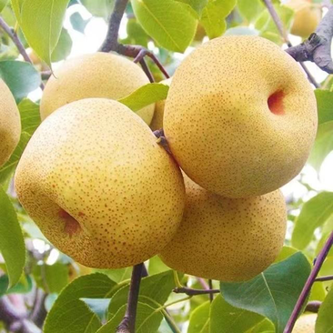 砀山精品酥梨百年老树，半斤以上，甘甜多汁耐运输，质量保证
