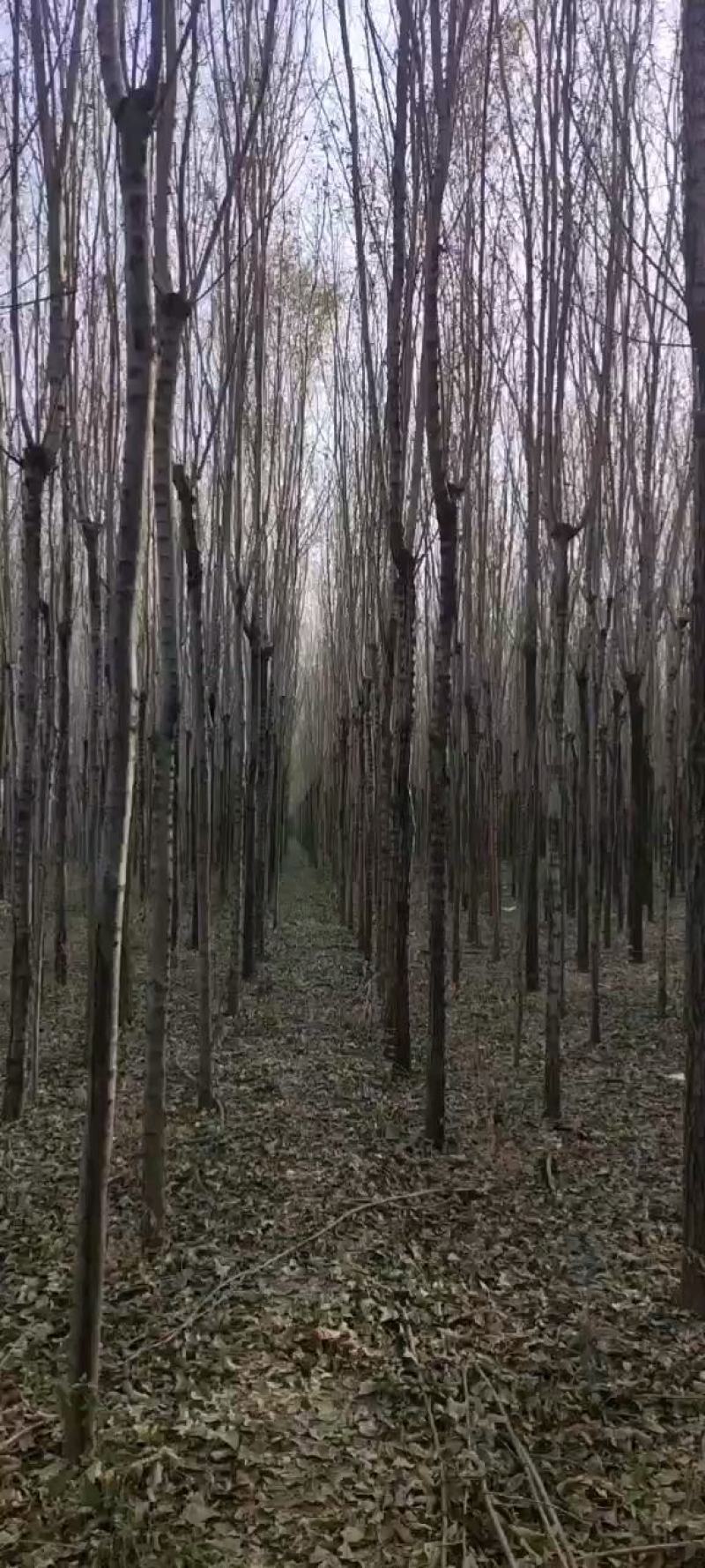退林处理白榆