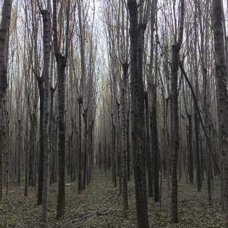 退林处理白榆