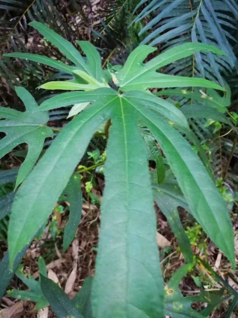 野生小叶五指毛桃匀可长期供应！干货鲜货匀可选择