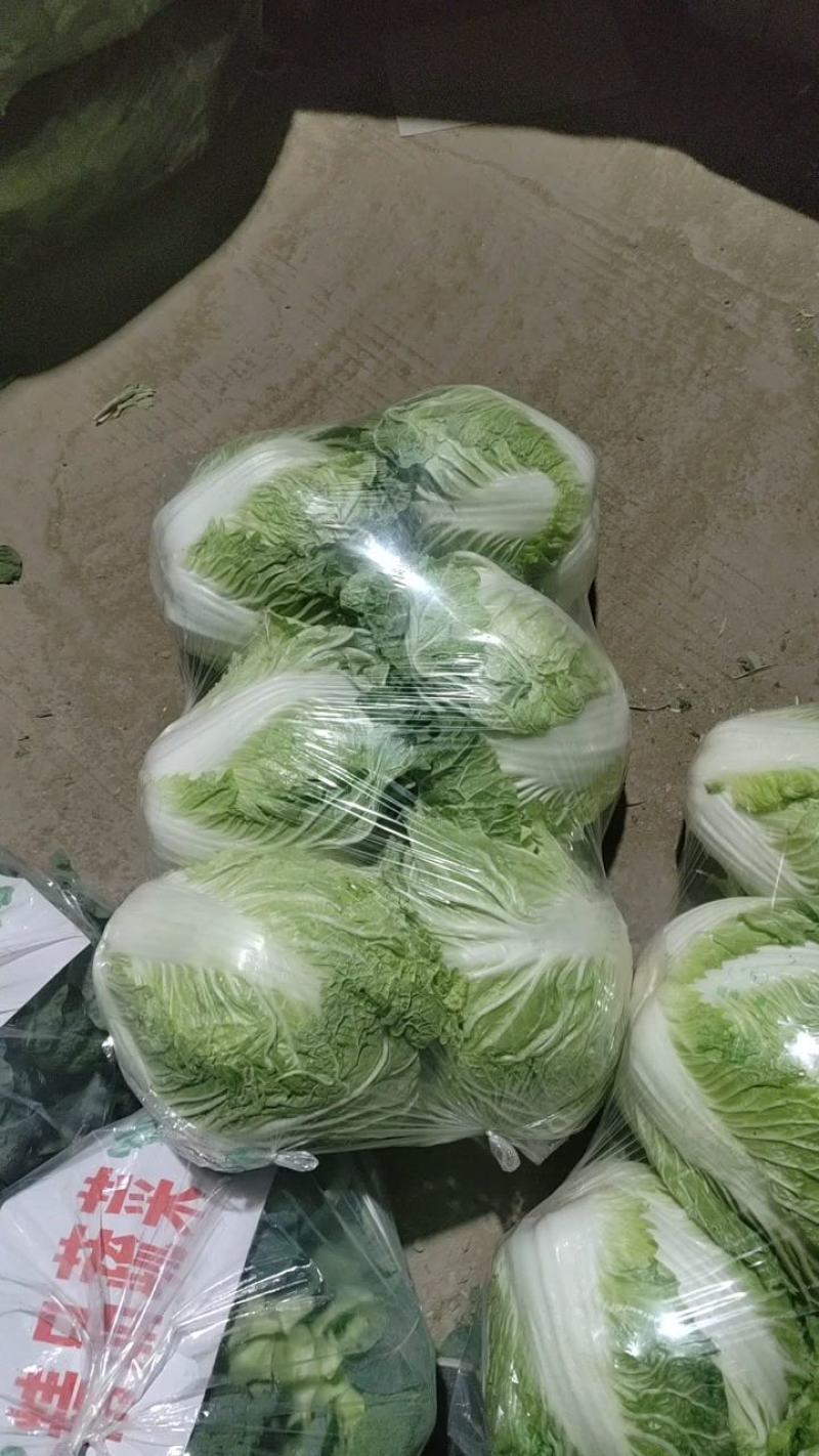 产地大白菜大量上市质量好，价格便宜，无冻，无烧心。