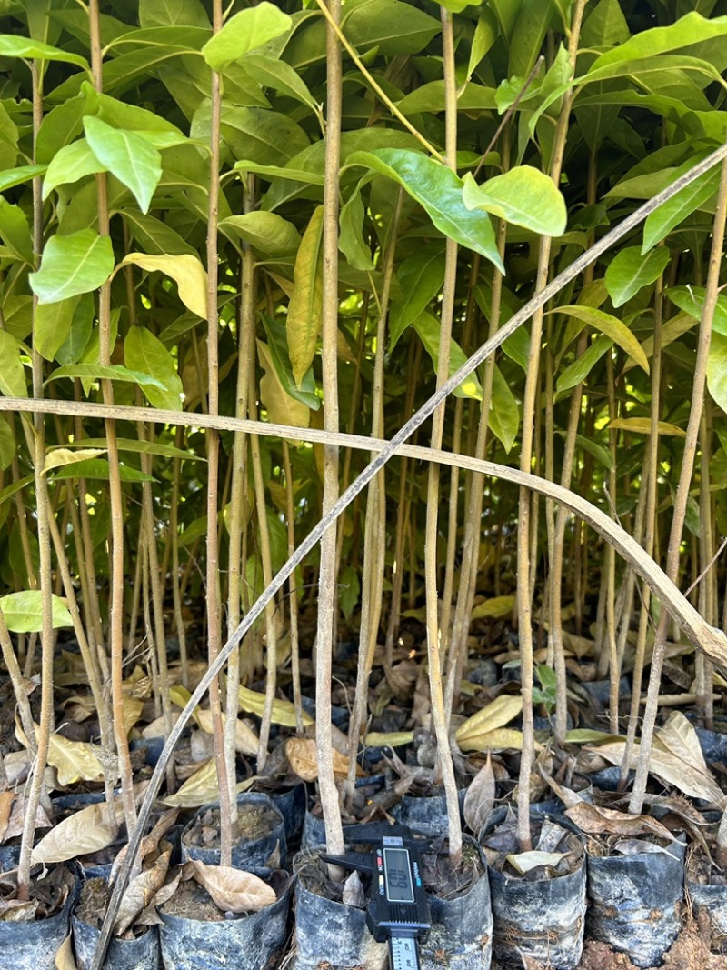 精品荷木营养杯苗产地直供品质保证基地直销