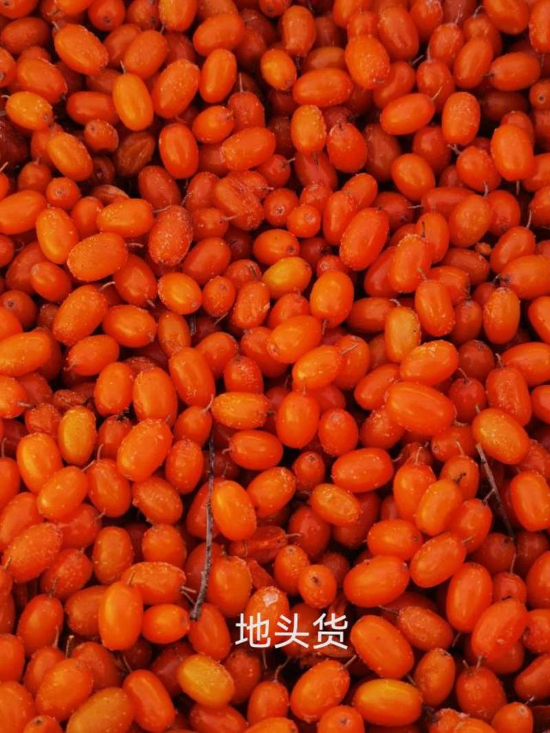黑龙江桦南大明义沙棘种植专业合作社深秋红大果沙棘开始采摘