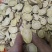 甘肃红皮甘草，量大从优，价格美丽