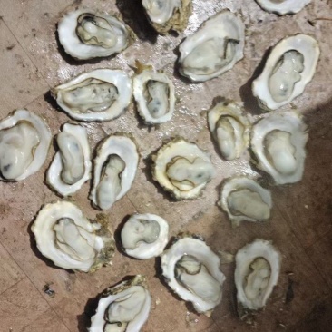 河北曹妃甸牡蛎寻找合作伙伴