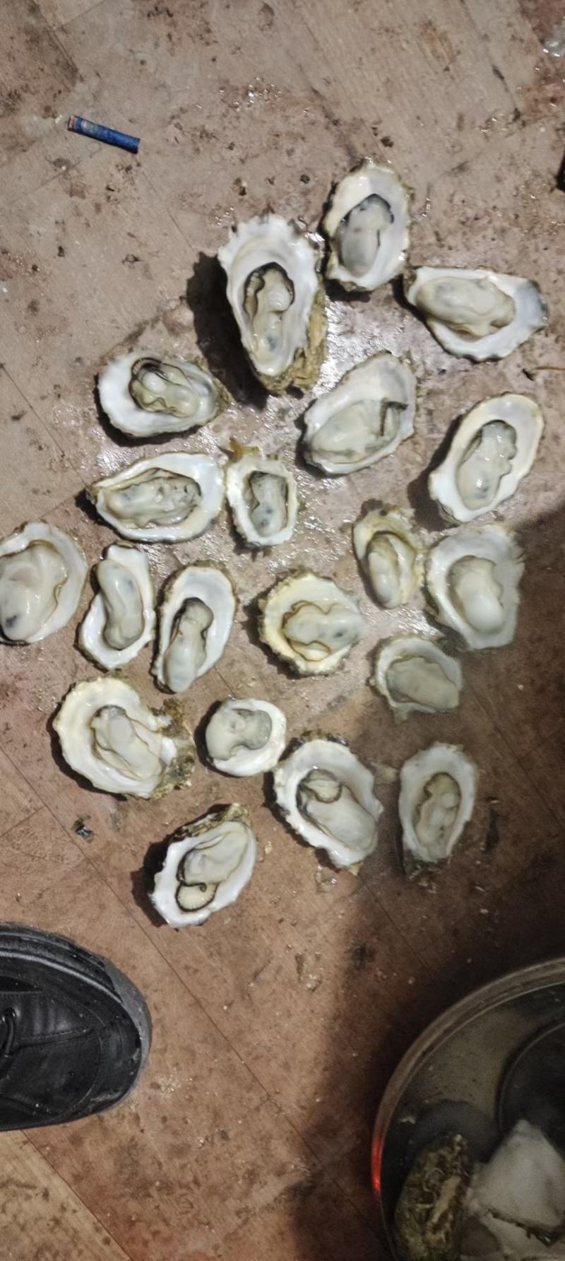 河北曹妃甸牡蛎寻找合作伙伴