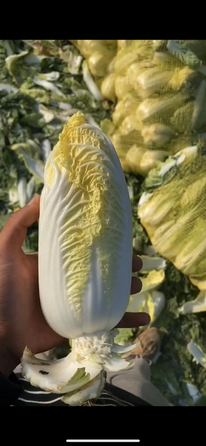小娃娃菜