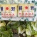 小娃娃菜