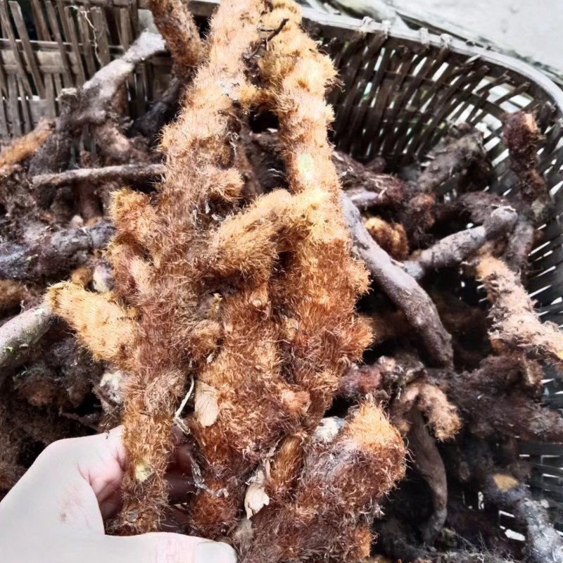 骨碎补，巴岩姜，石岩姜。