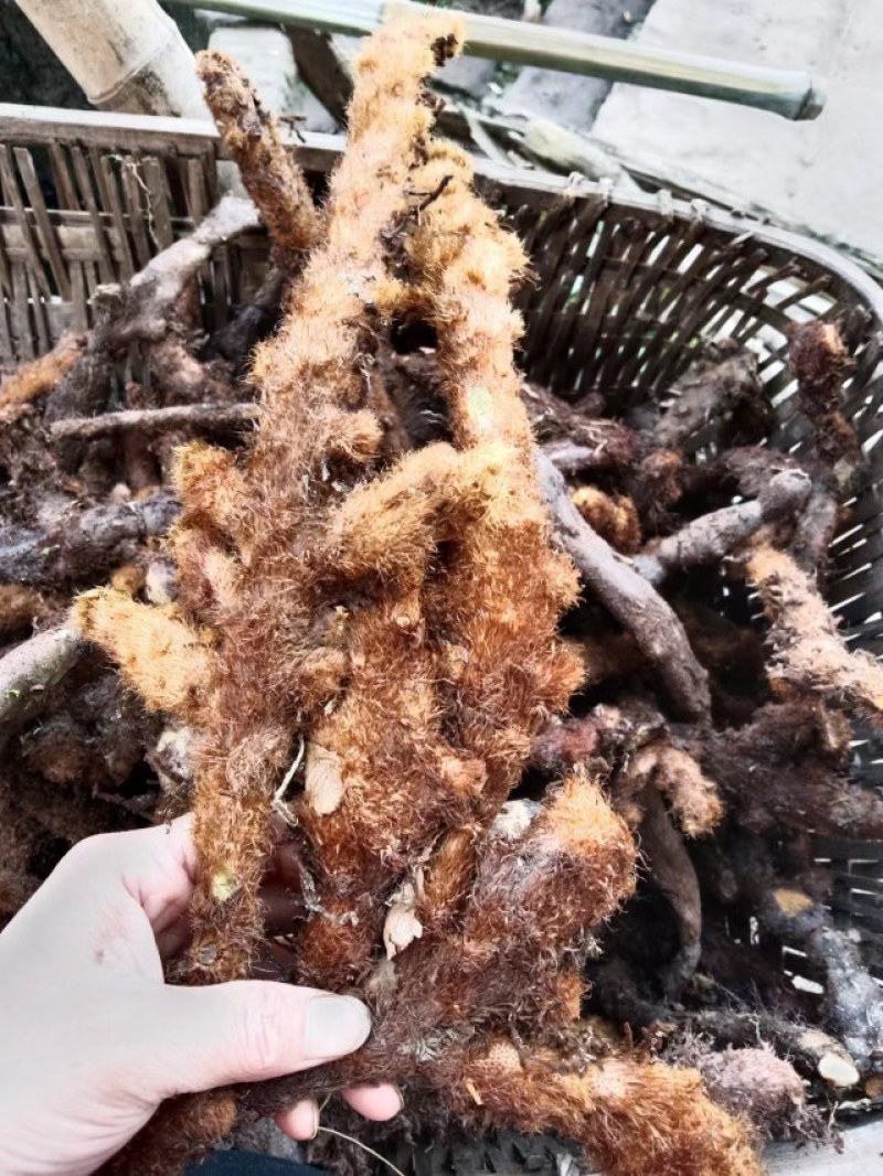 骨碎补，巴岩姜，石岩姜。