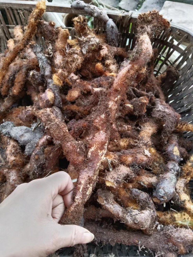 骨碎补，巴岩姜，石岩姜。